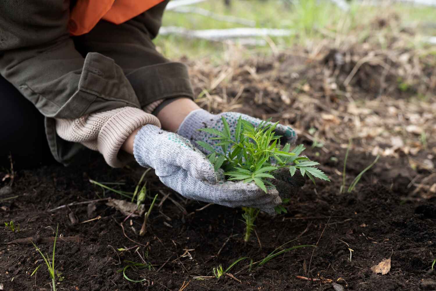 The Steps Involved in Our Tree Care Process in Lone Oak, TN